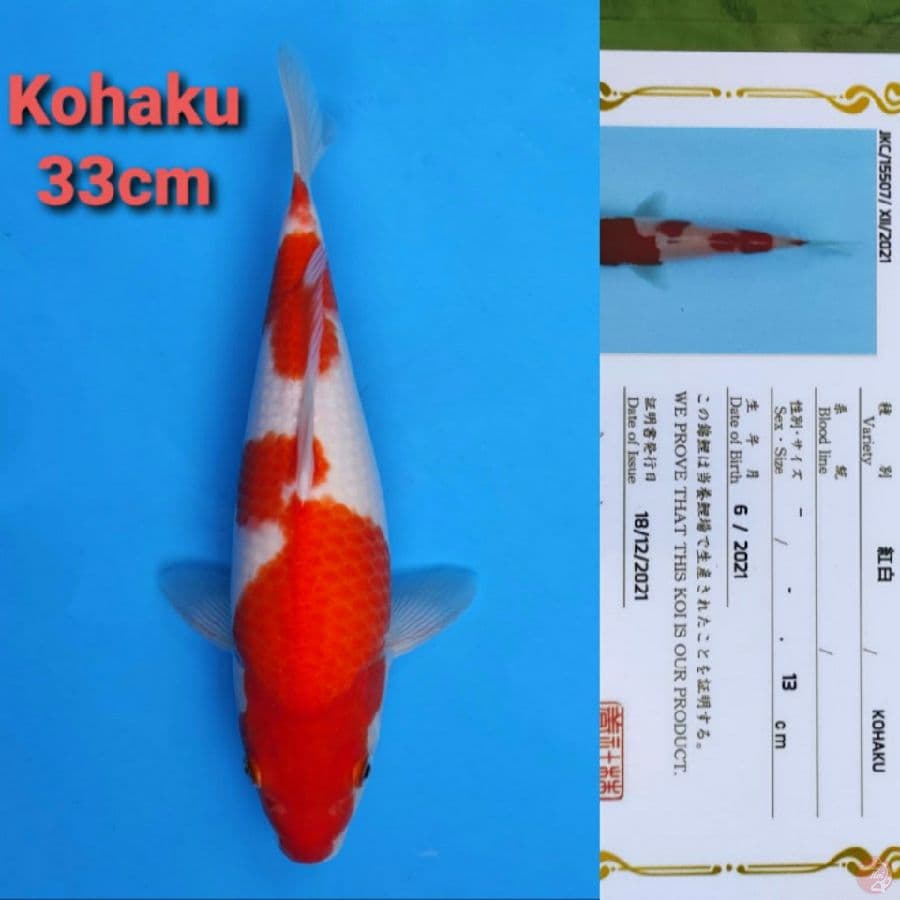 OGATA KOHAKU 33CM