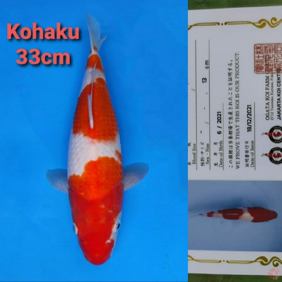 OGATA KOHAKU 33CM