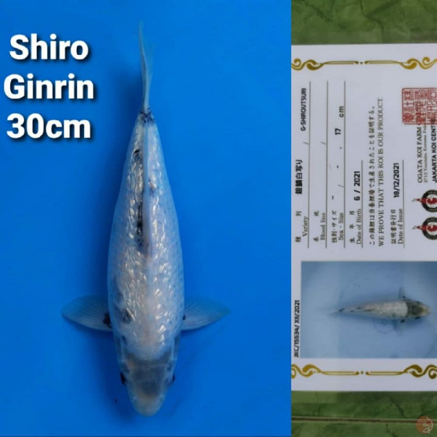 OGATA SHIRO GINRIN 30CM