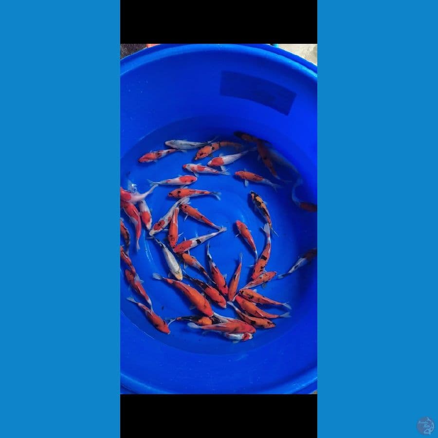 showa 15-20cm 40 ekor
