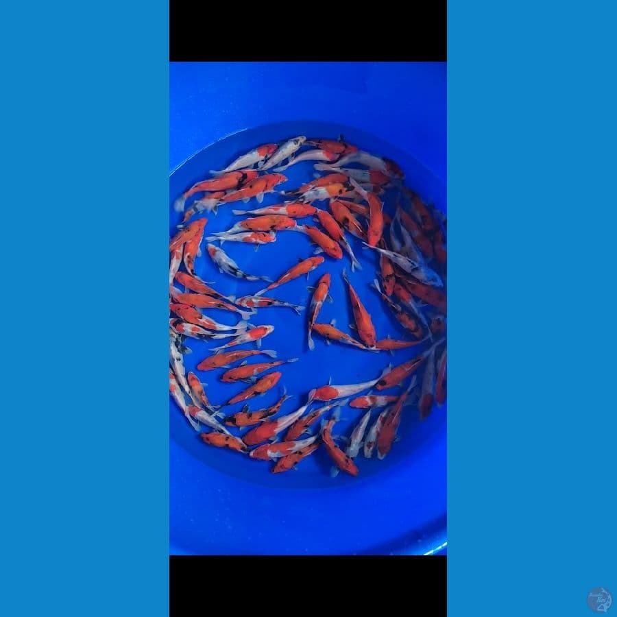 showa 15-20cm 70 ekor
