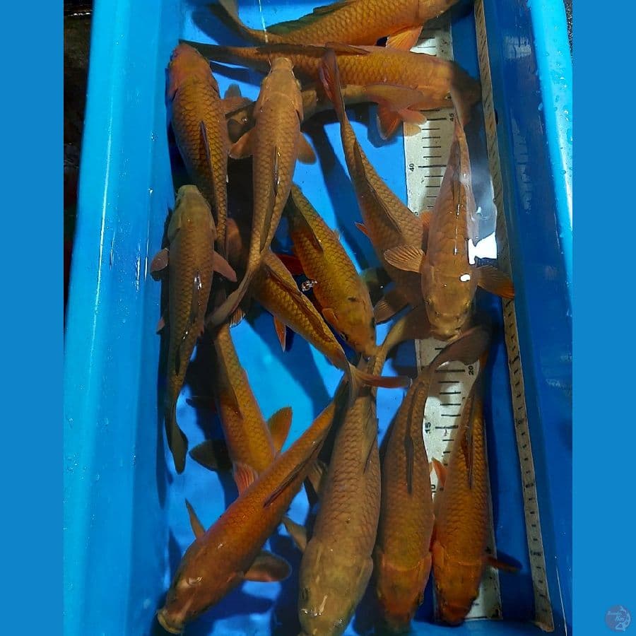 CHAGOI TEMBAGA 26-32 CM 15 EKOR
