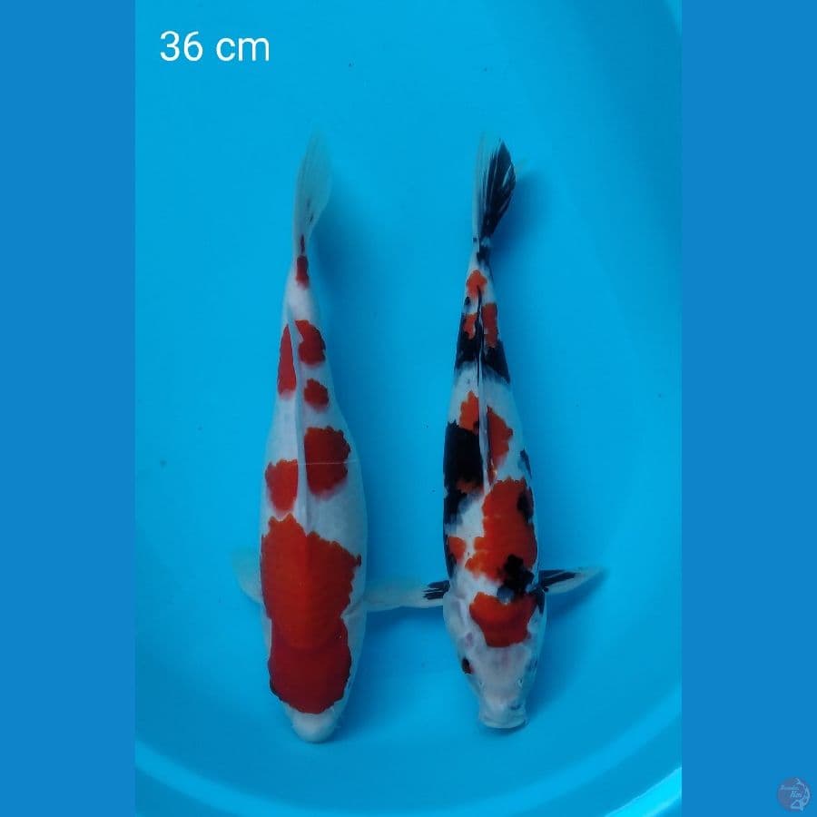 kohaku 36 f cm dan showa tategoi 36 cm m