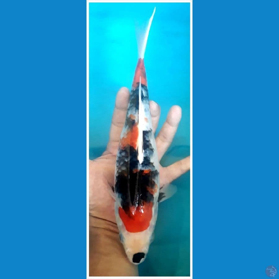 showa 25cm bahan cakep