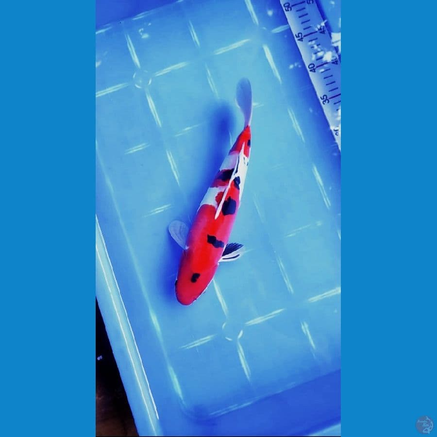 SANKE DOITSU SQ 29 CM MALEE