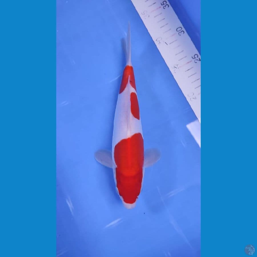 KOHAKU DOITSU HQ 25 CM