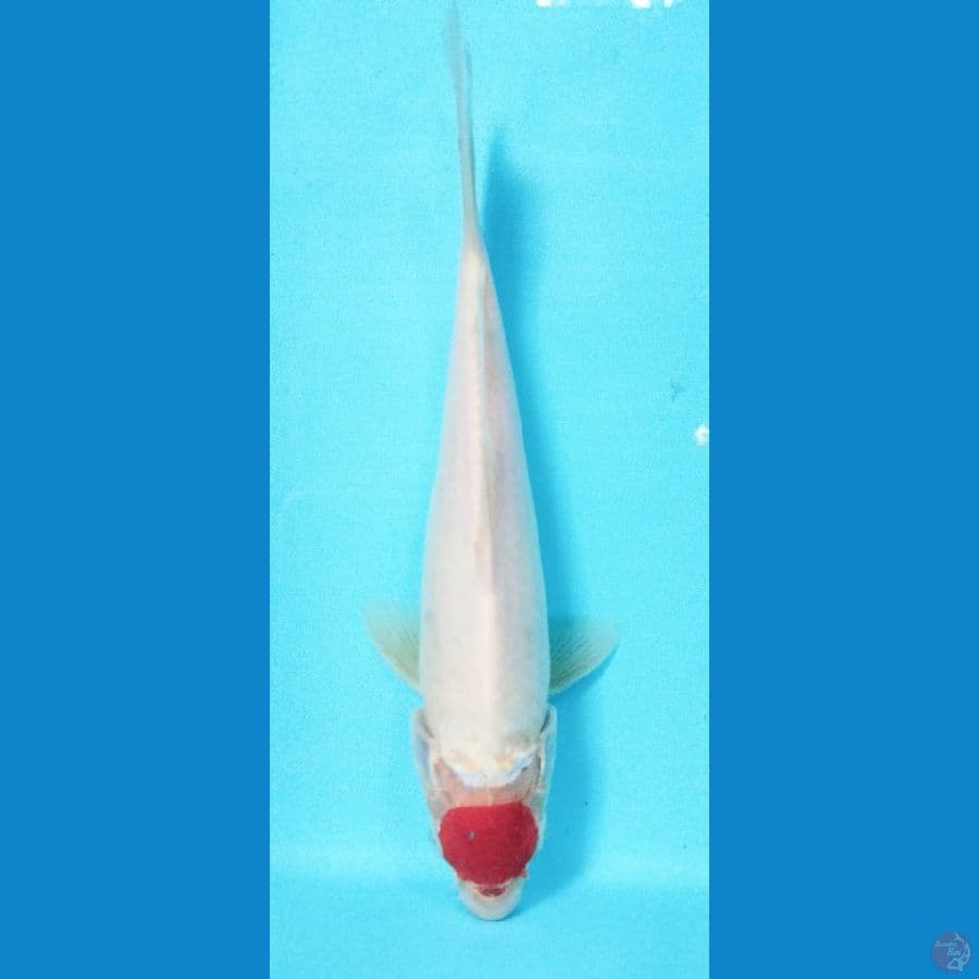 *TANCHO KOHAKU//ML/ 27 CM*