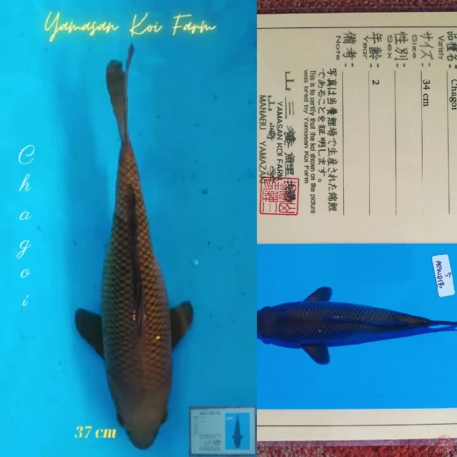 Chagoi 37 cm Import Yamasan