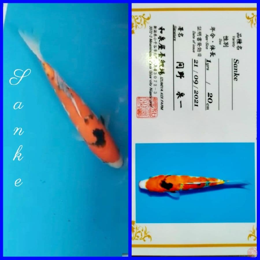 SANKE 27cm Import IZUMIYA