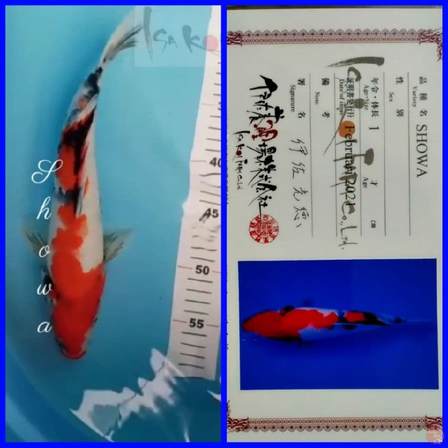 Showa 32 cm Import ISA