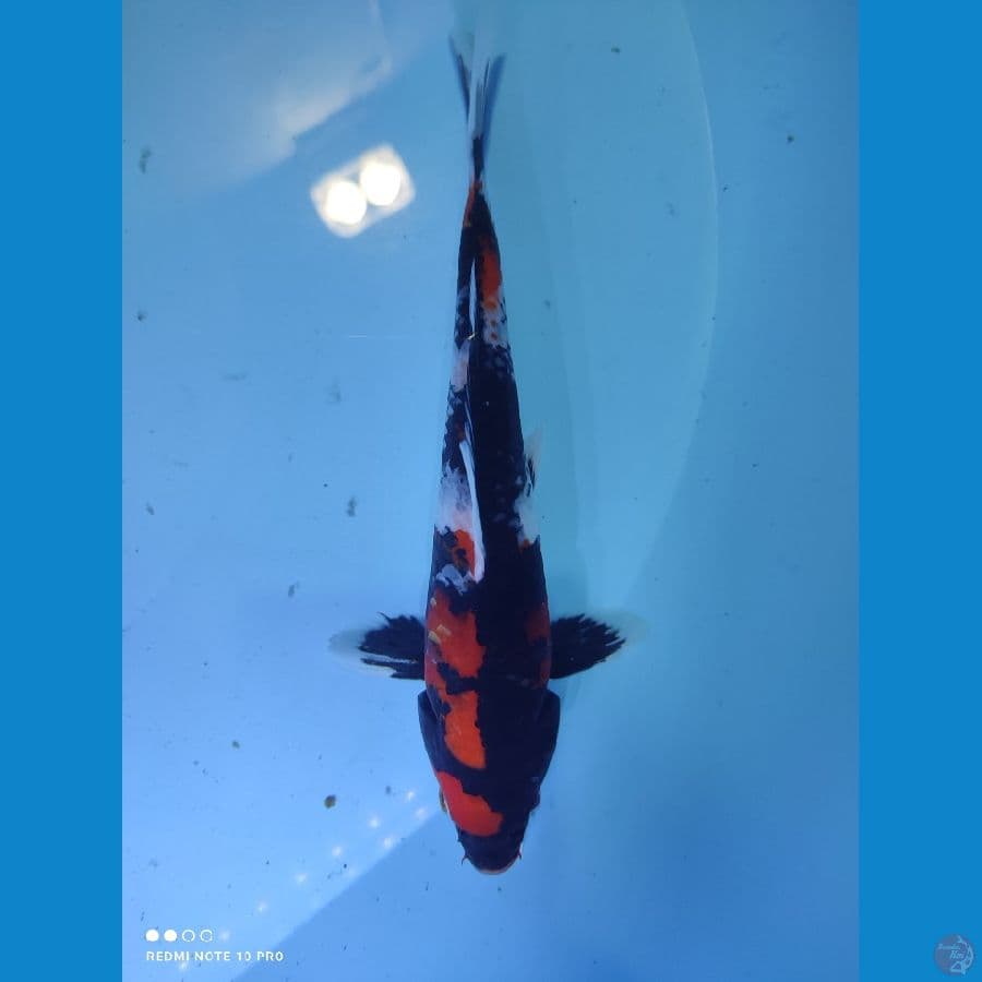 Showa Manis, 25cm