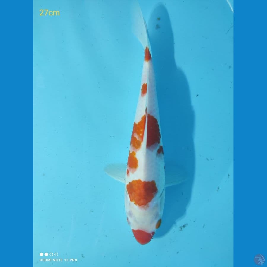 kohaku kucibeni, 27cm