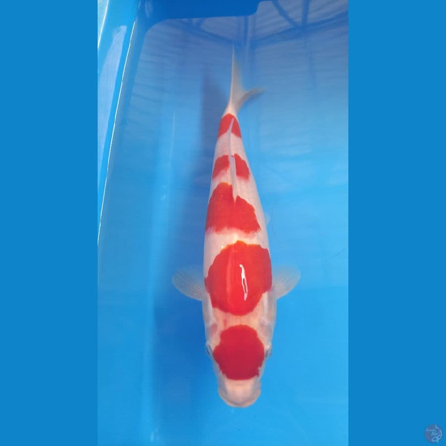 kohaku hq