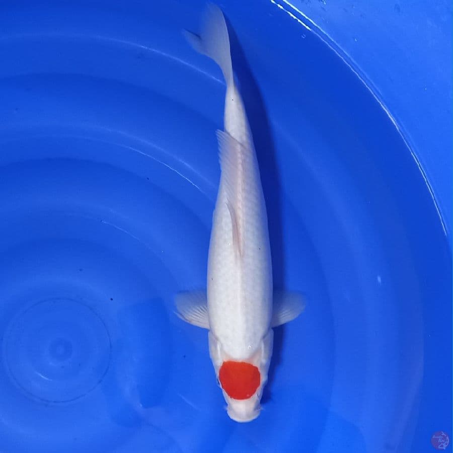 tc kohaku
