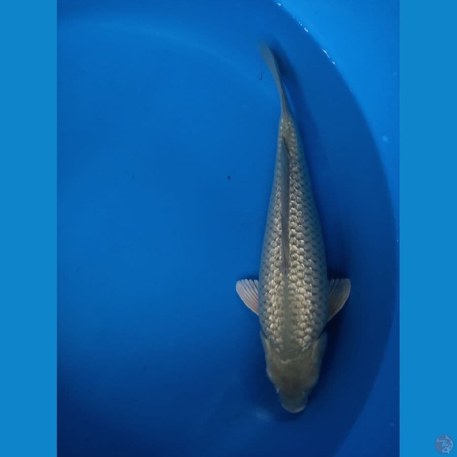 SORAGOI GINRIN 35 cm