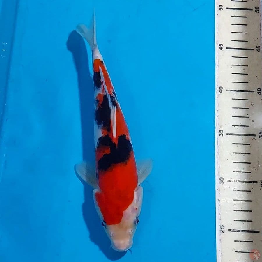 SANKE BLACK STRONG 24 CM