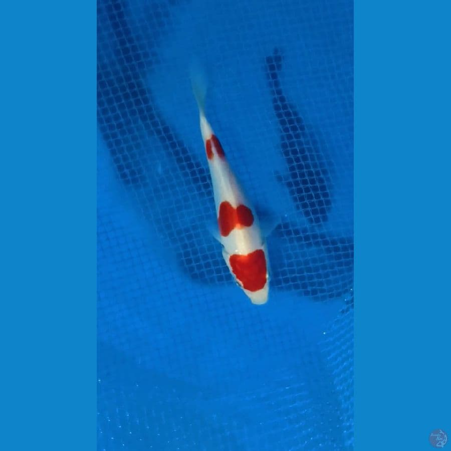 HQ Minion Kohaku 10cm