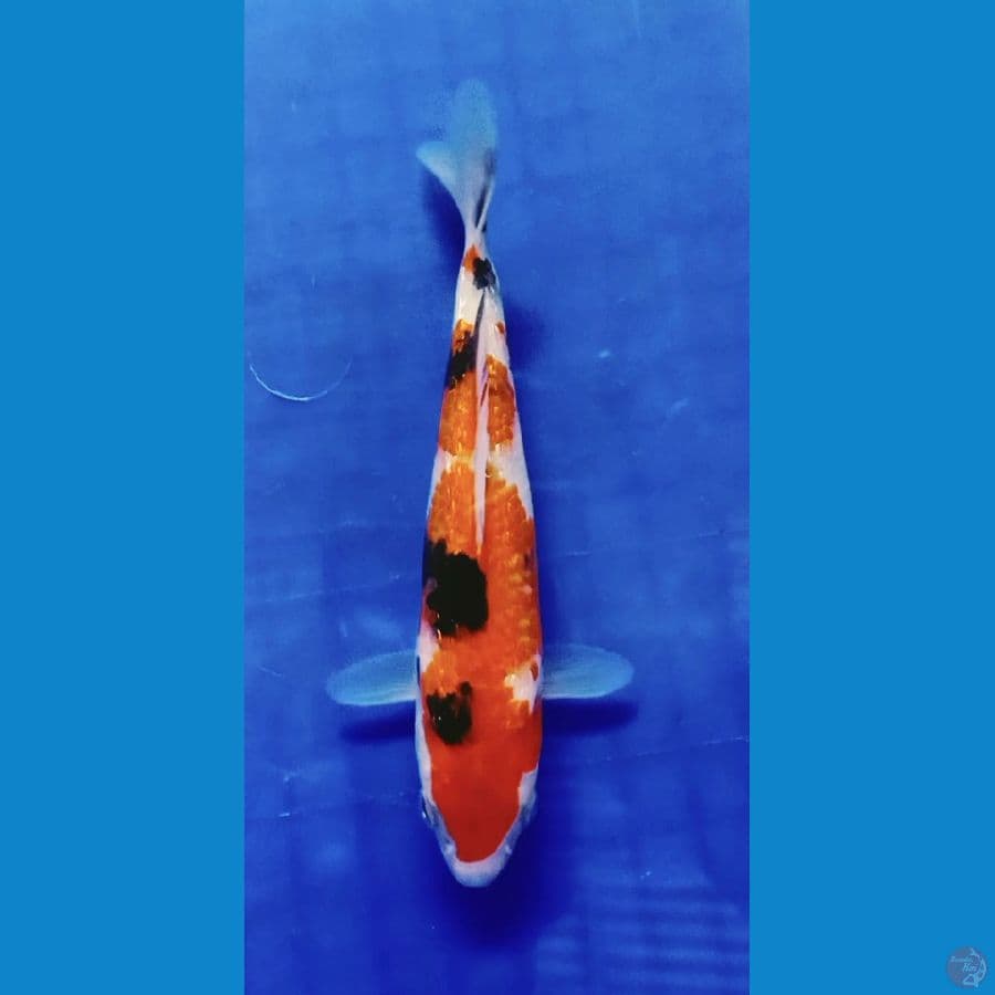 Showa Gindrin 18cm