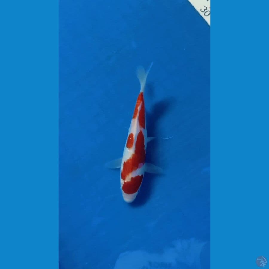 Kohaku original 17cm