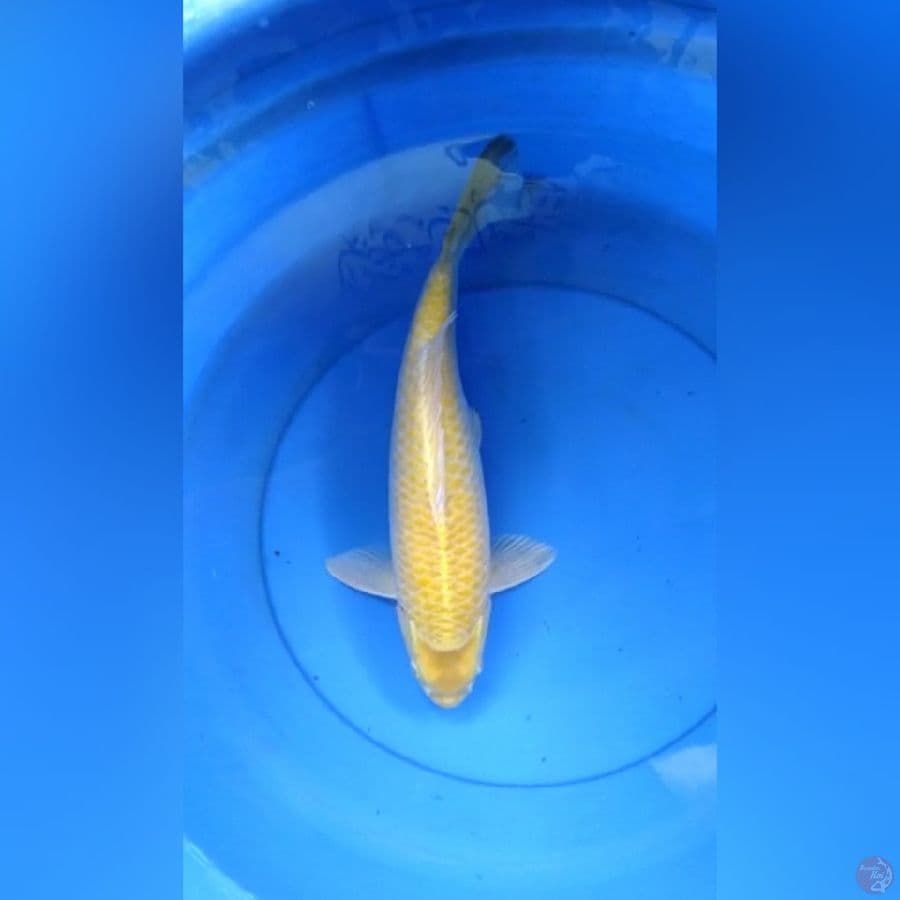 Karashi mata merah male 38 cm bulky