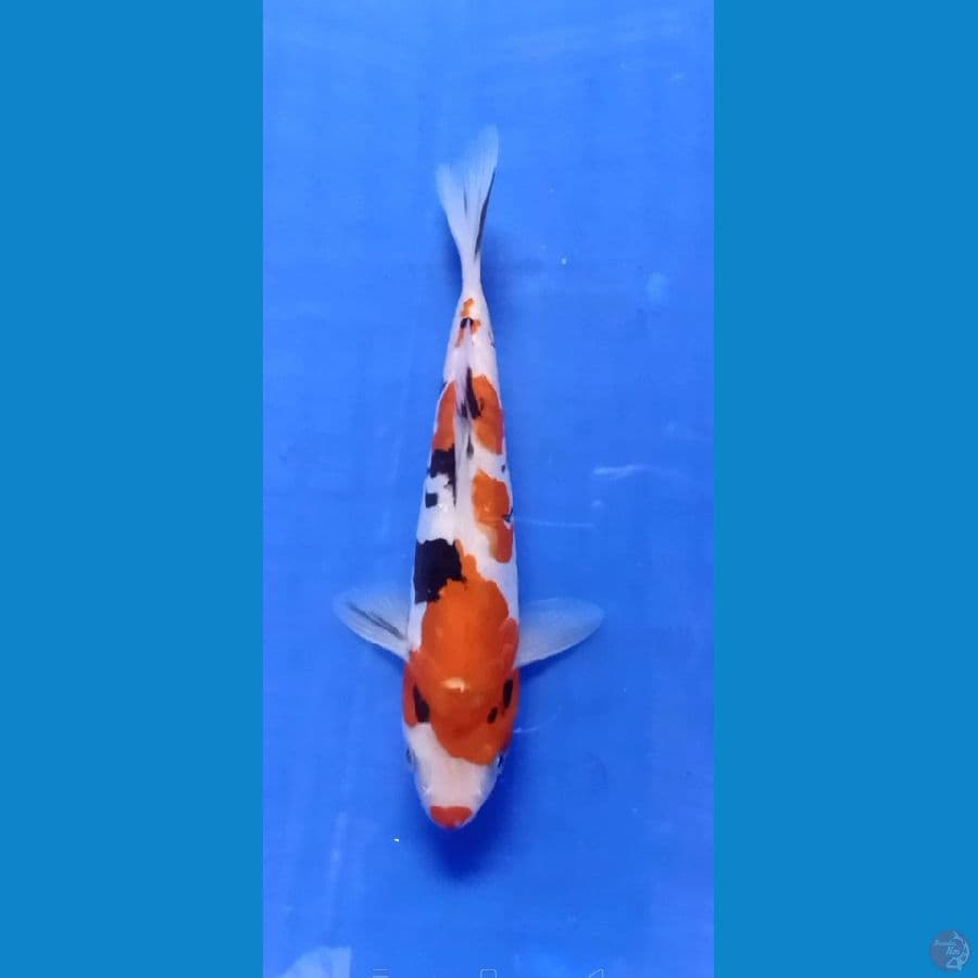 Shanke 18cm