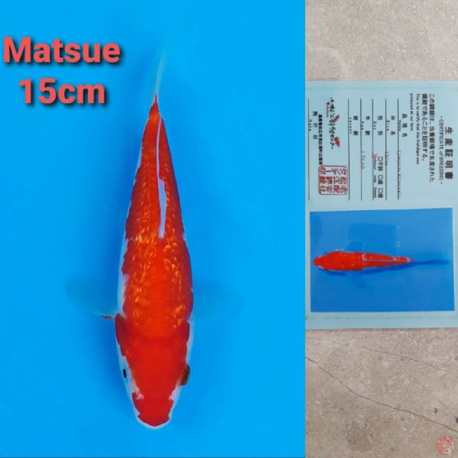 MATSUE KOHAKU GINRIN 15CM