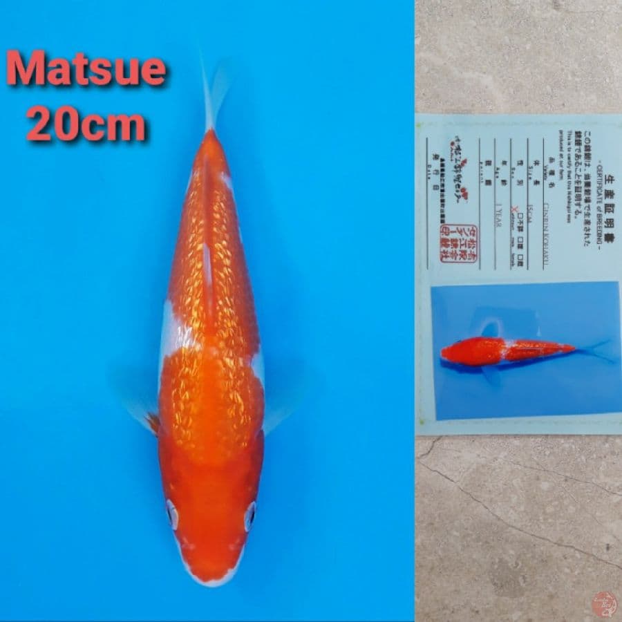 MATSUE KOHAKU GINRIN 20CM