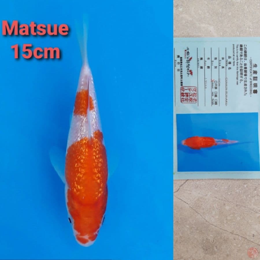 MATSUE KOHAKU GINRIN 15CM