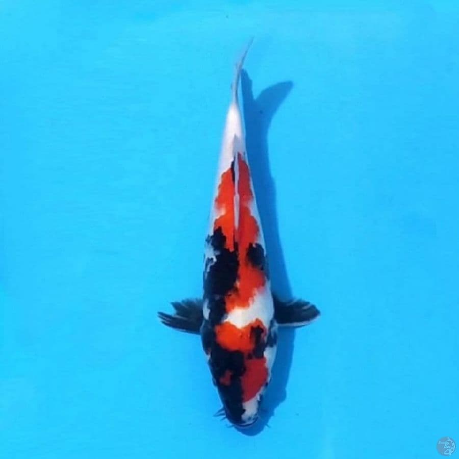 4. SHOWA SANSHOKU 27 CM FEMALE