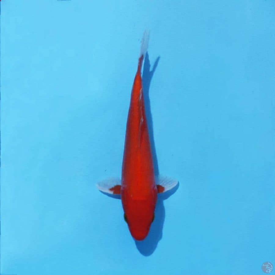 8. AKA HAJIRO 20 CM FEMALE