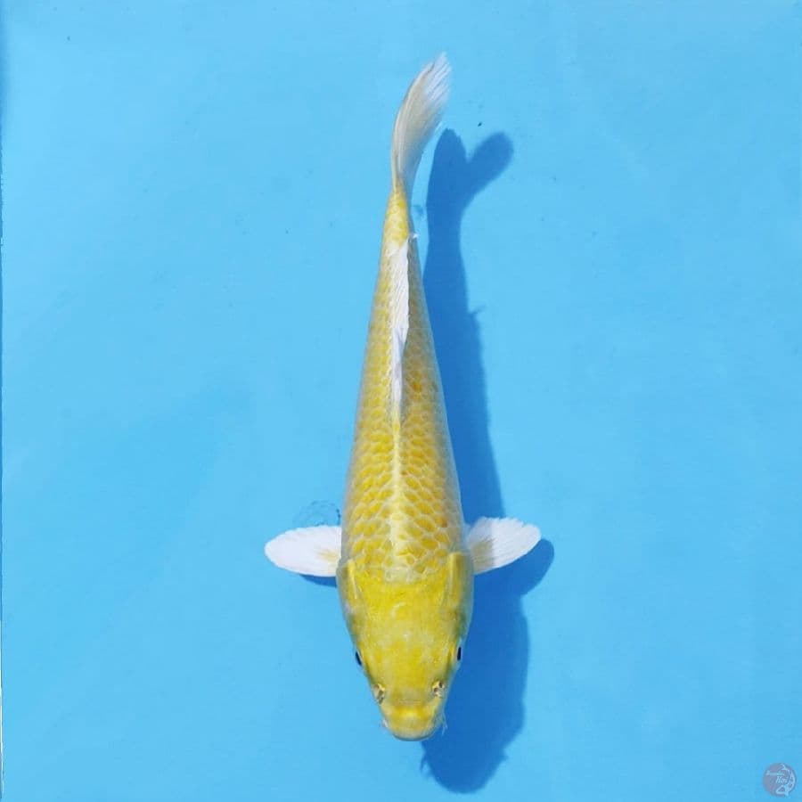 9. OGON 24 CM FEMALE