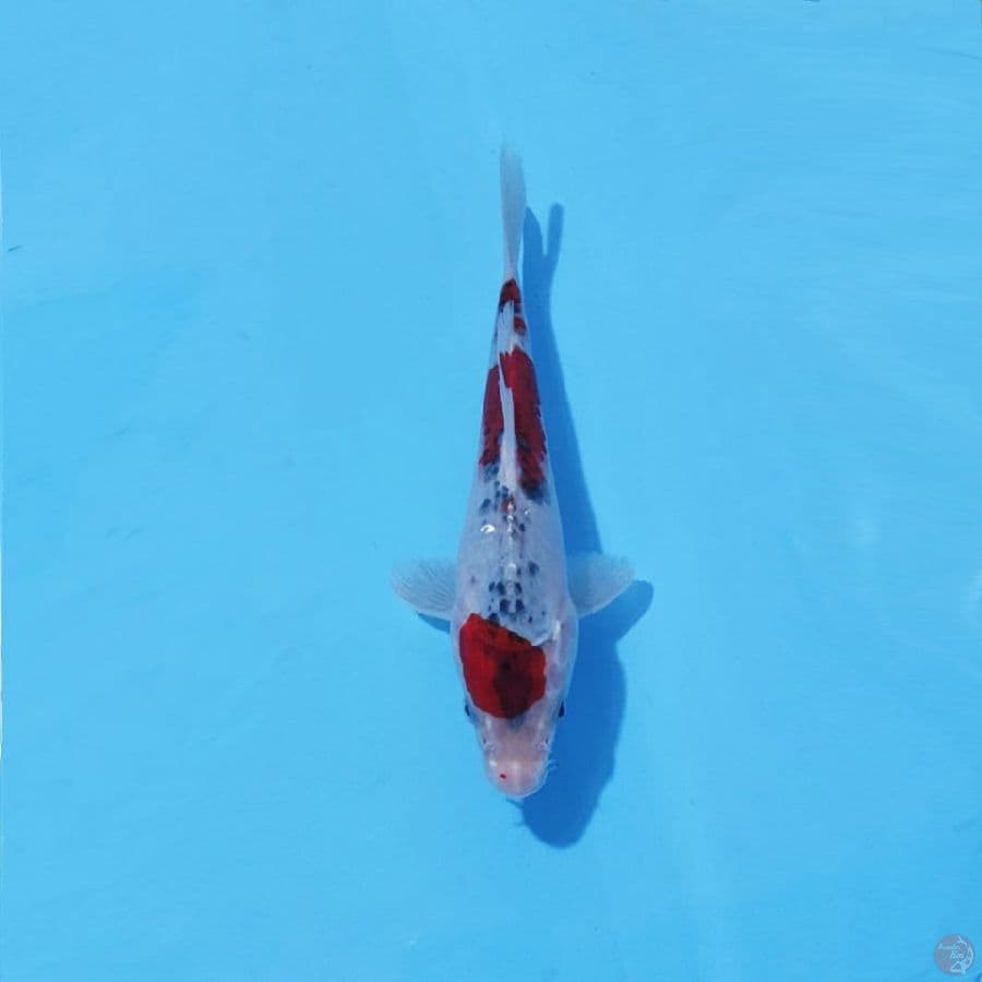10. GOSHIKI 20 CM FEMALE