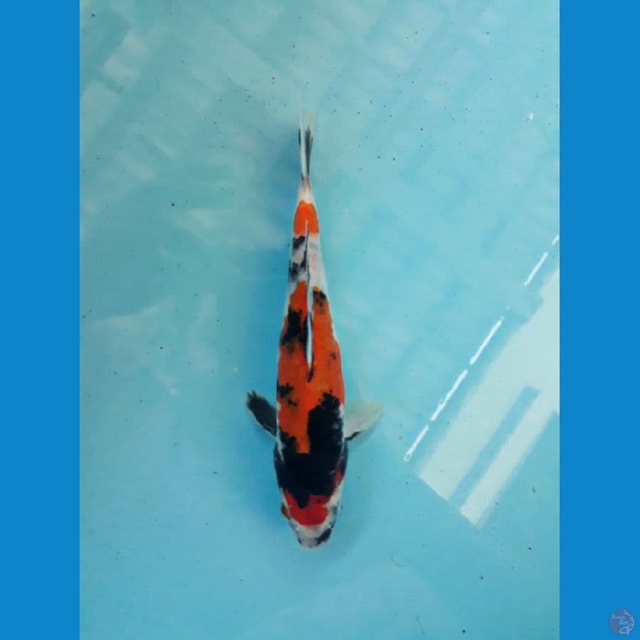 maruten showa kazekage 17 cm