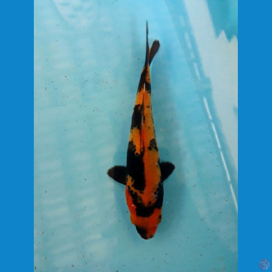 hi utsuri 17cm
