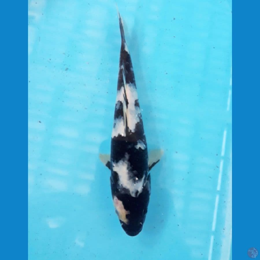 black mamba shiro 17cm
