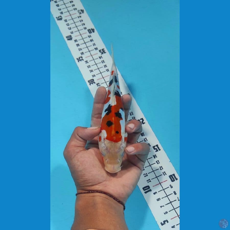 doitsu 20cm