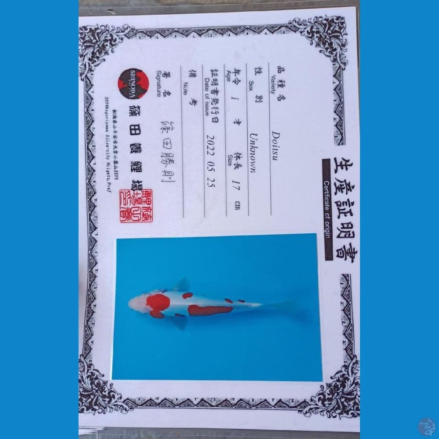 Sinoda Kohaku Doitsu Sz 23cm