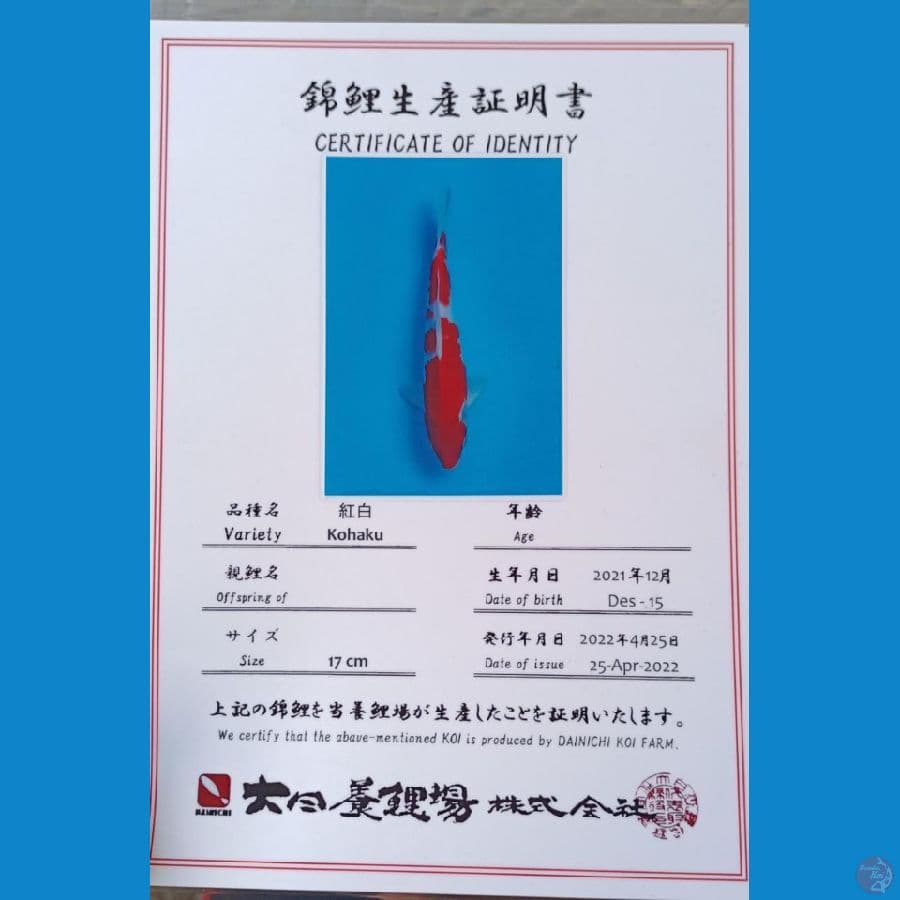 Dainichi Kohaku Sz 24cm