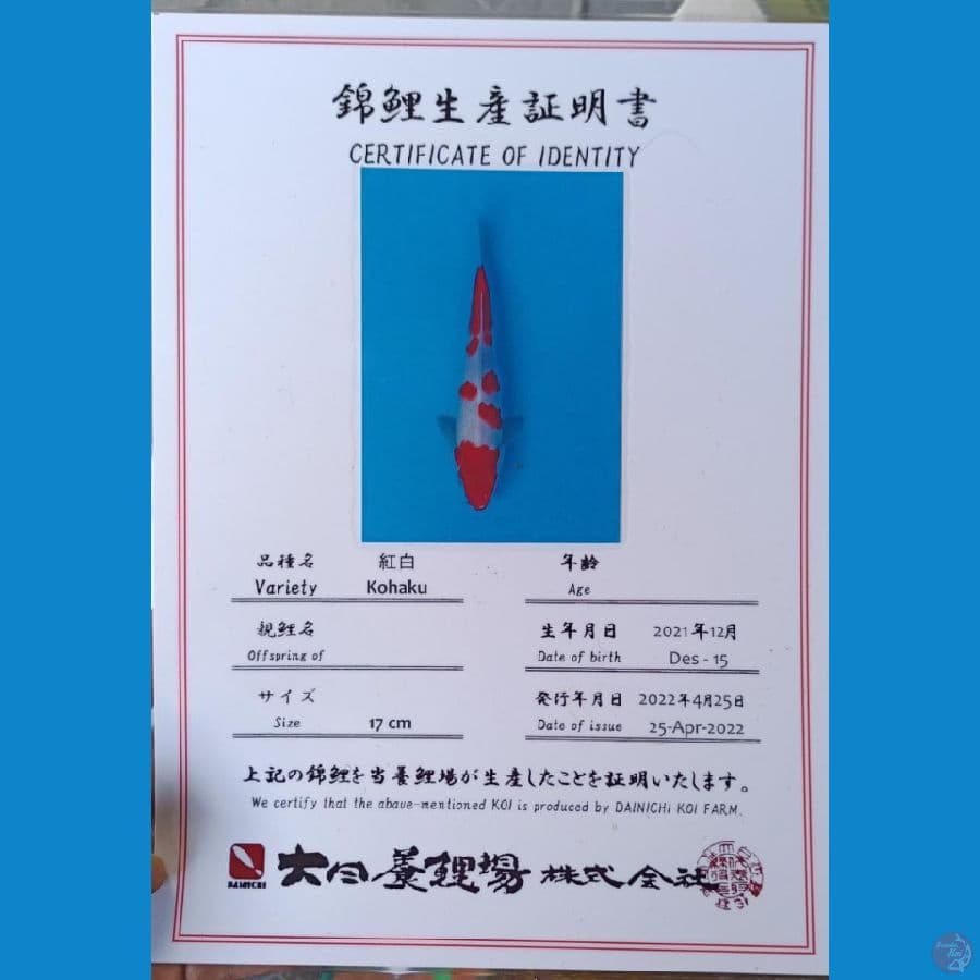 Dainichi Kohaku Sz 22cm