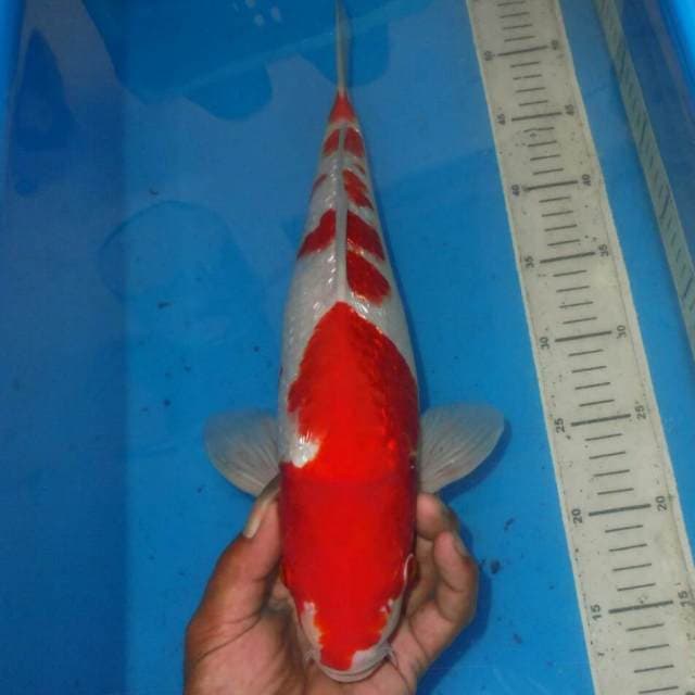 KINGINRIN KOHAKU