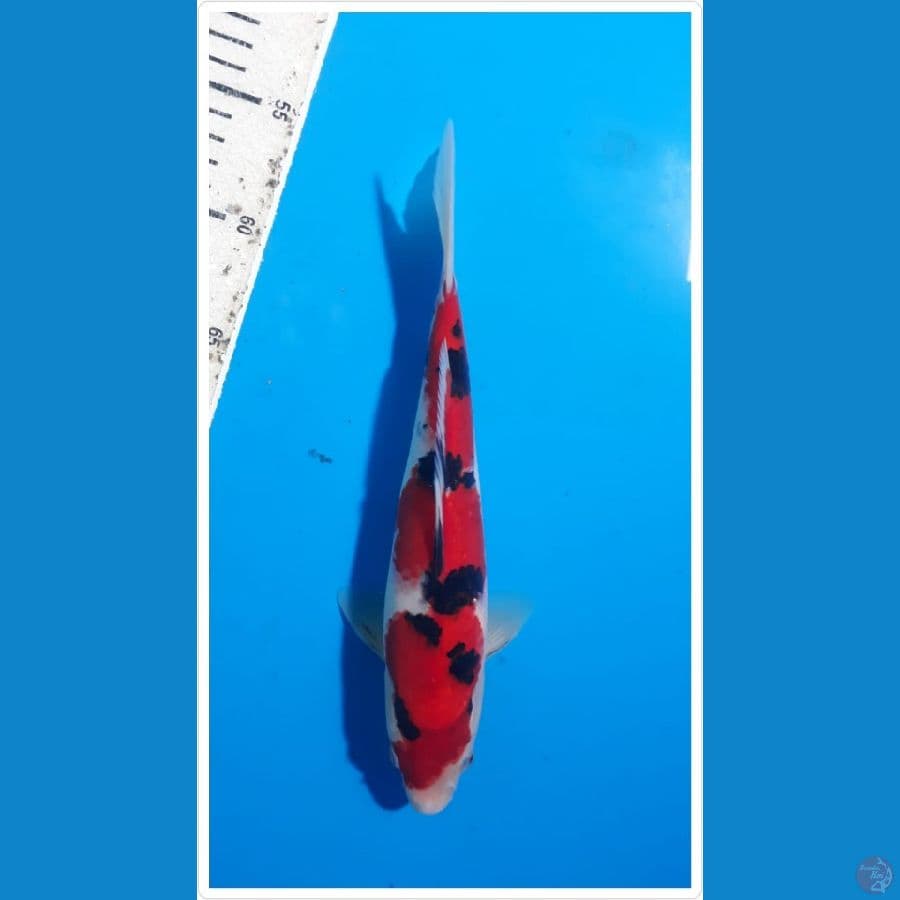 aka sanke red strong 28cm