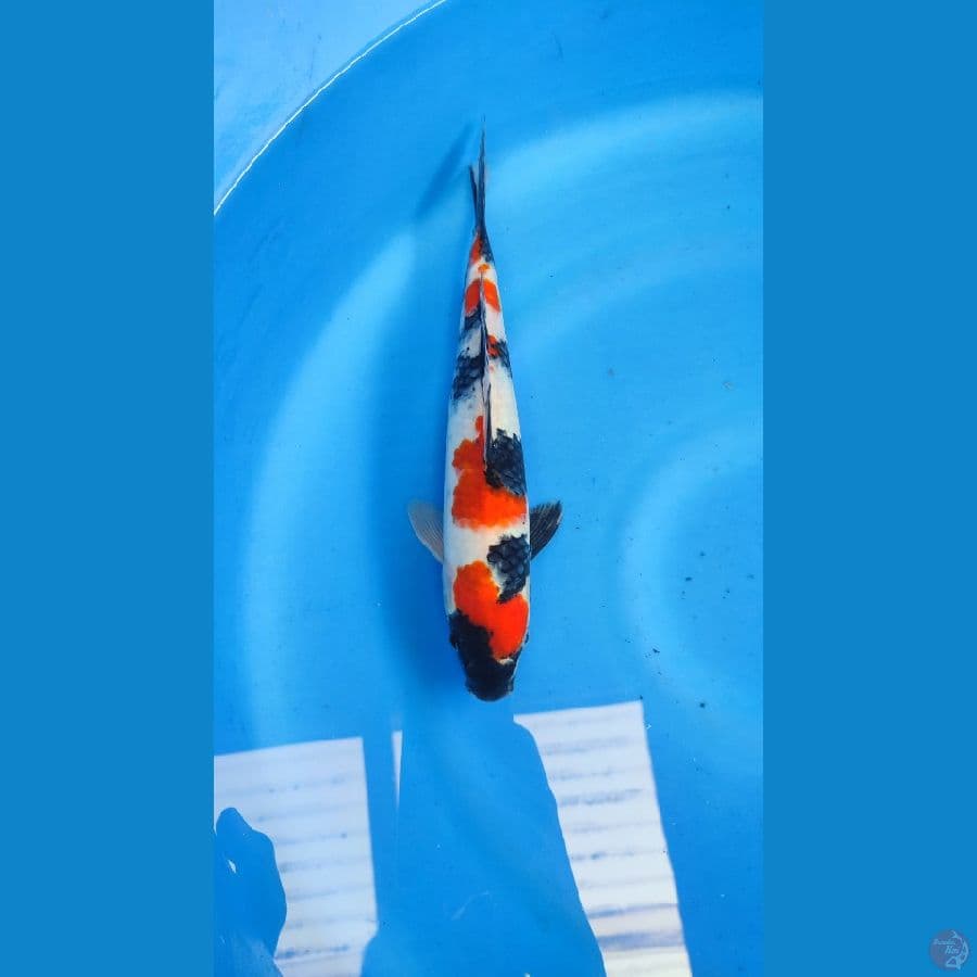 Showa 32cm