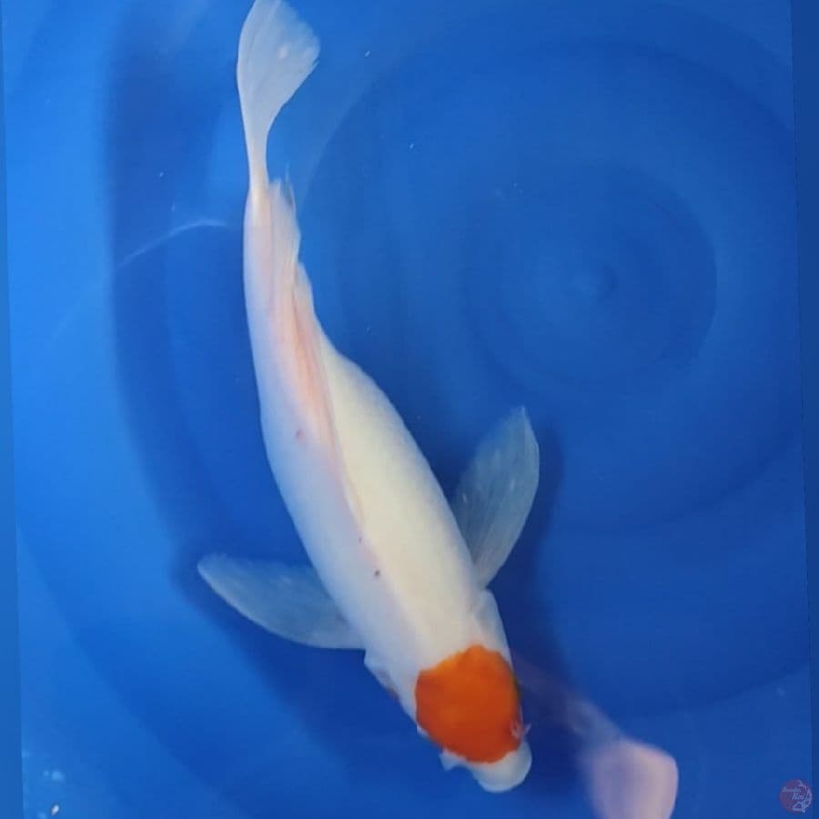 TANCO SLEYER 38cm