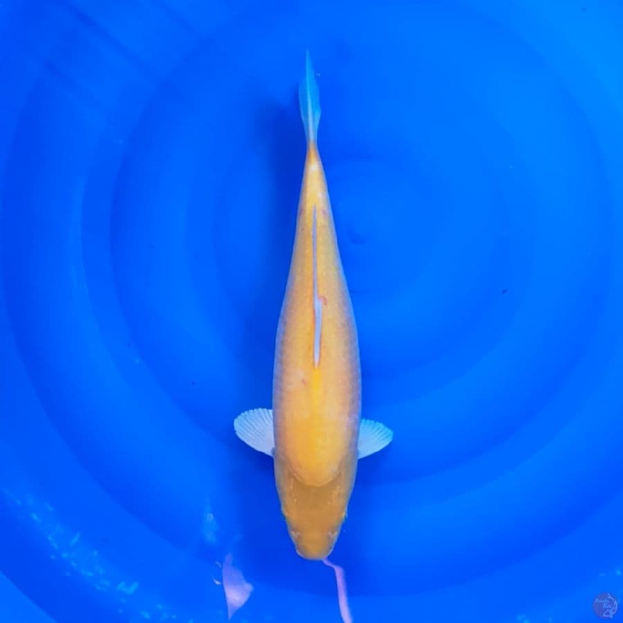 KARASI MM 39CM