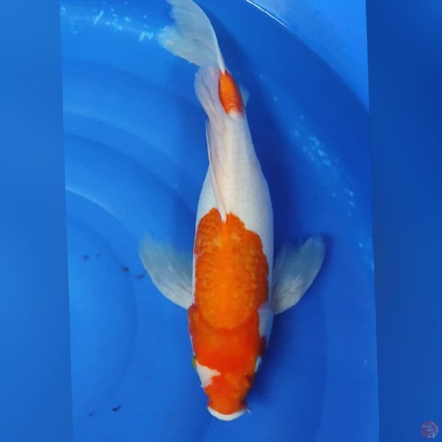 KUMPAY KOHAKU JUMBO 45CM