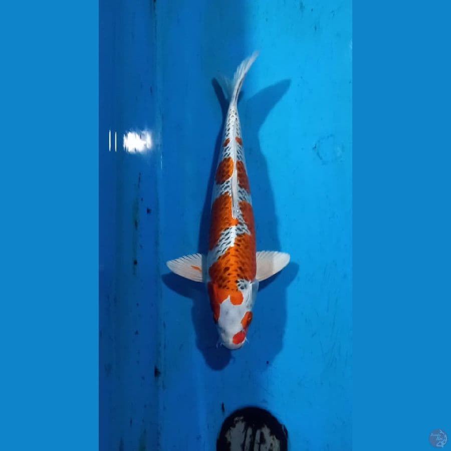 Kujaku 38cm male