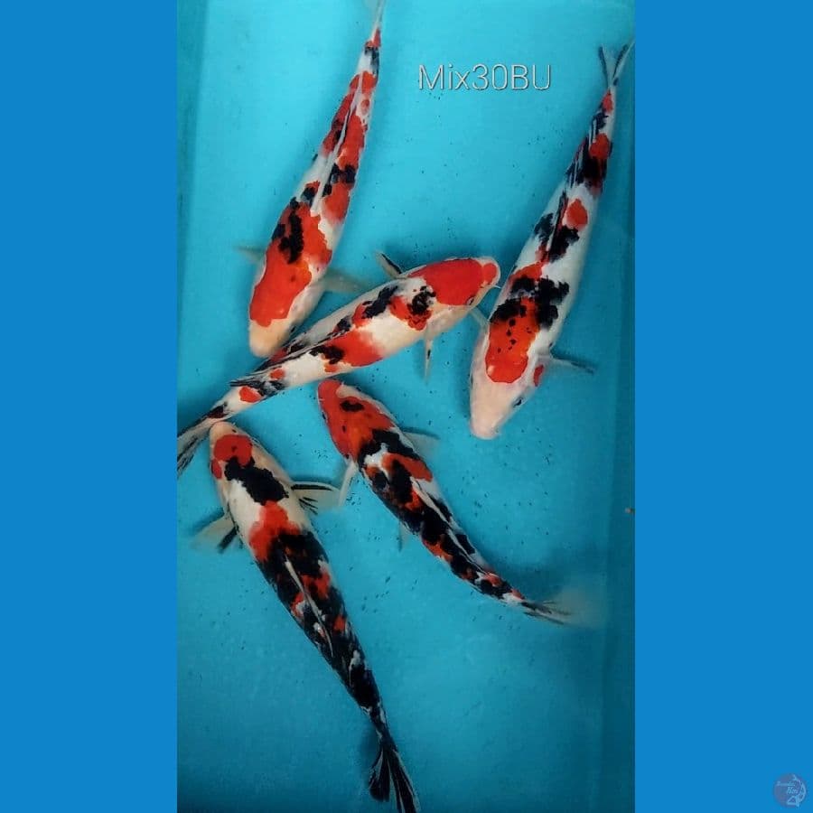 Paket Sanke Strong 30BU tosai induk jumbo