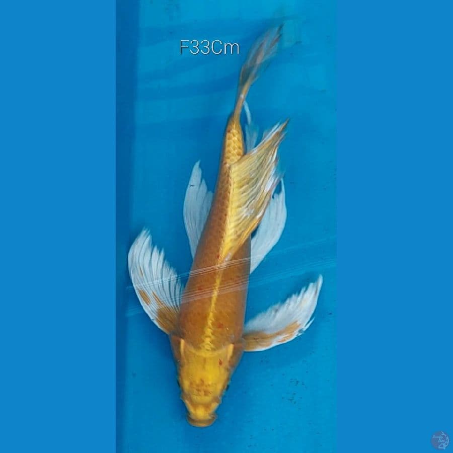 Bt'fly Ogon F33