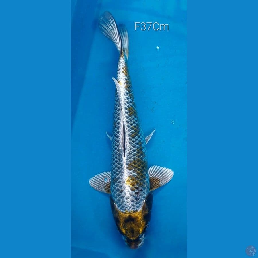 Kujaku F37Cm