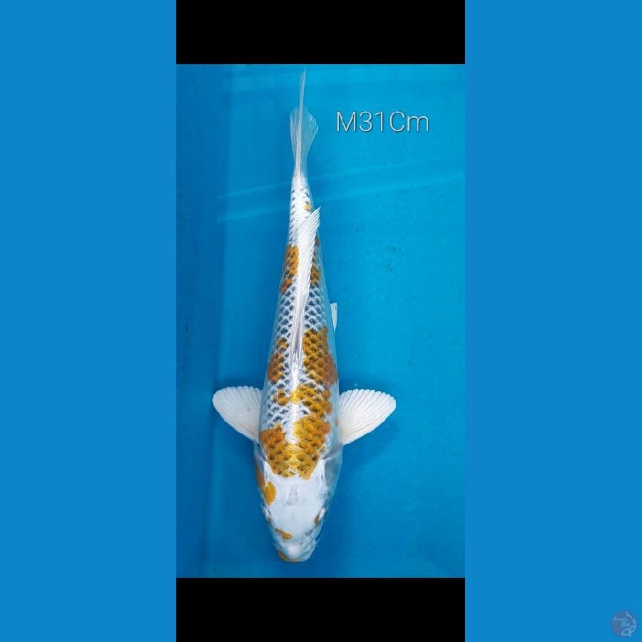 Kujaku Kirin M31Cm